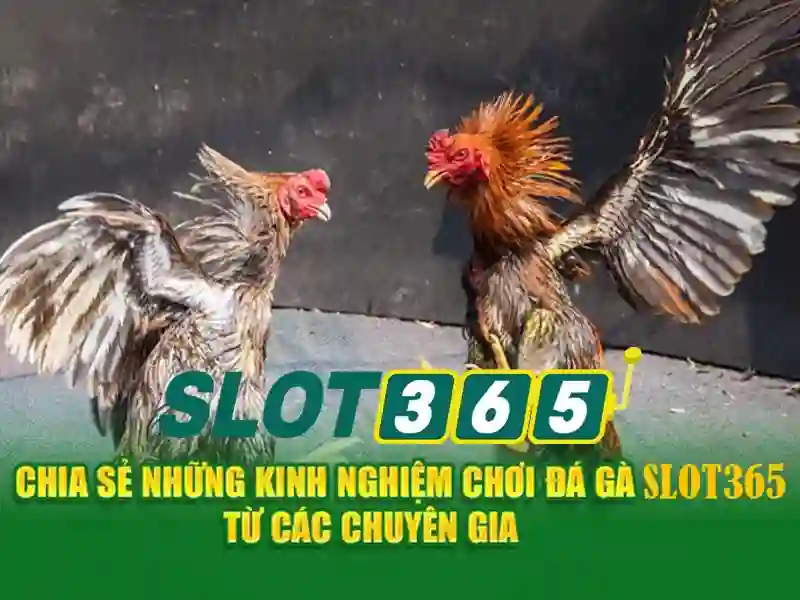 Ưu điểm của Slot365