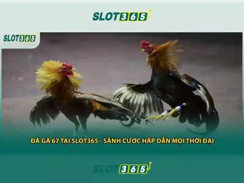 Slot365: tổng quan và trải nghiệm người chơi
