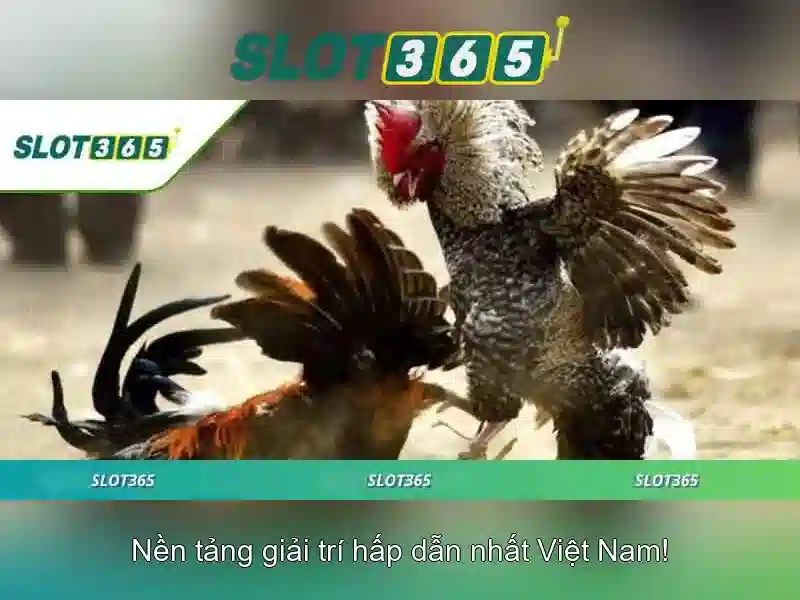 Slot365: Đánh giá và Tổng quan