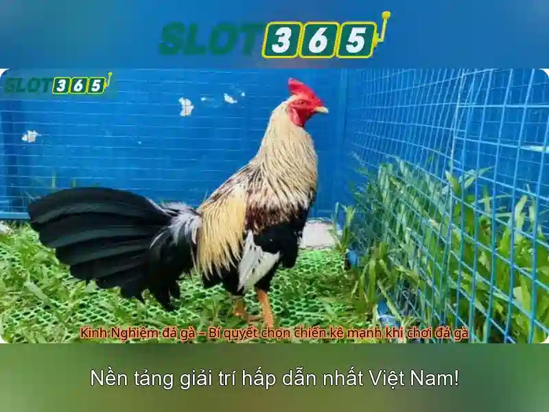 Slot365 - Đánh giá nền tảng slot trực tuyến đáng tin cậy