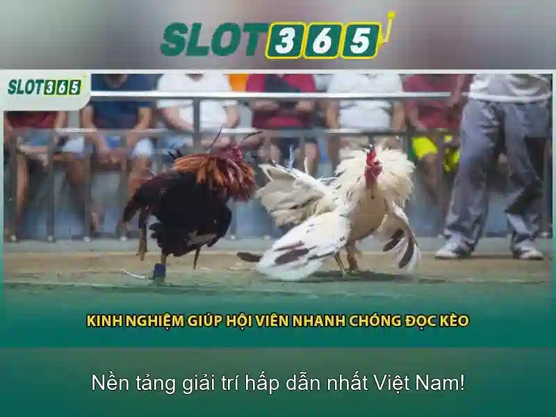 Slot365 - Nền tảng chơi slot trực tuyến và trải nghiệm giải trí